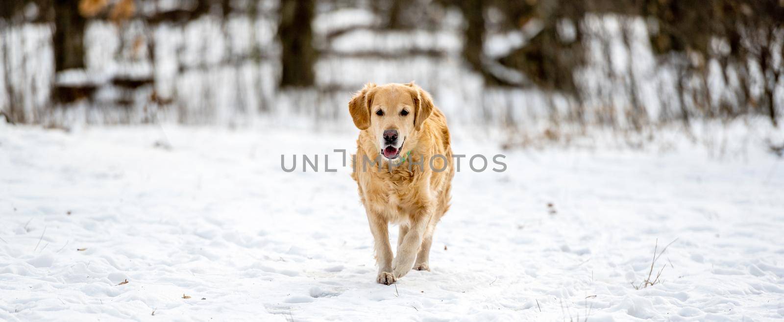 Golden retriever dog running in the snow. Dog in the winter landscape