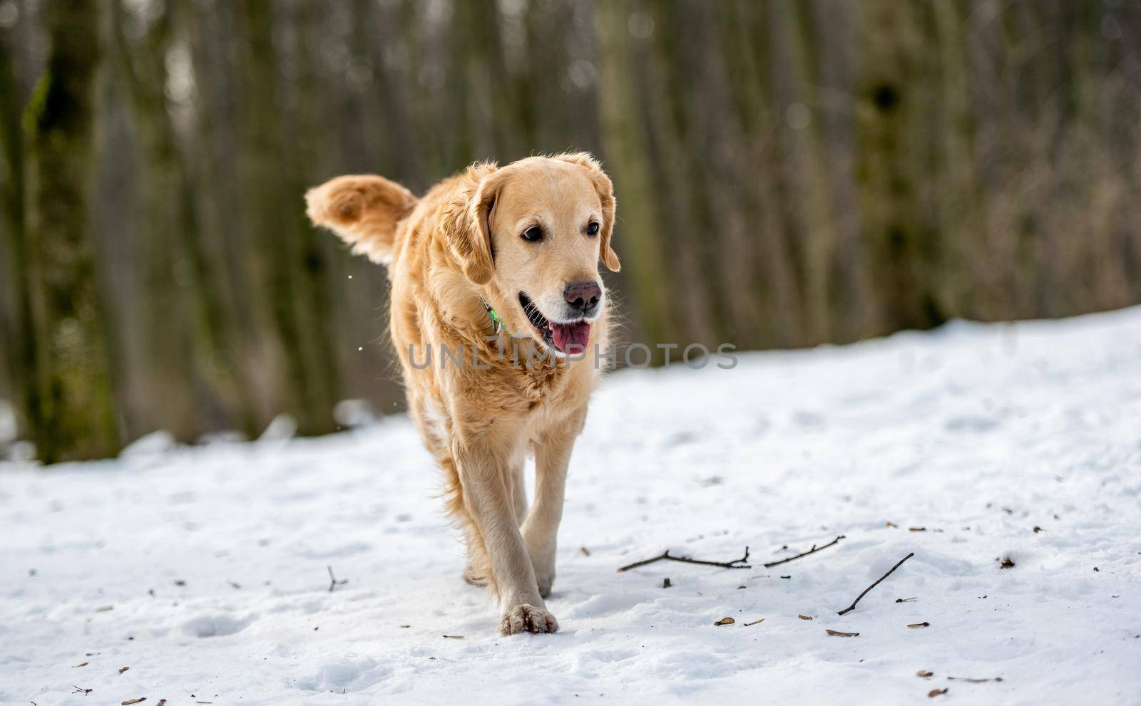 Golden retriever dog playing outside by tan4ikk1