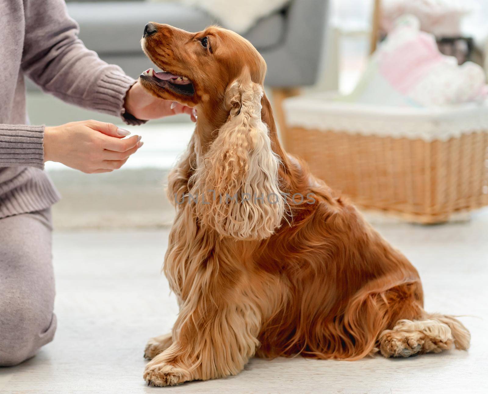 English cocker spaniel dog enjoying hands of woman owner sitting on floor at home