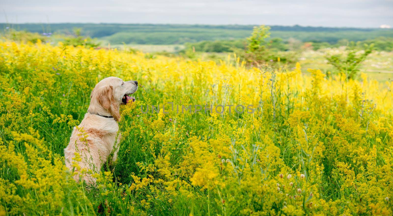 Funny golden retriever on flowering field by tan4ikk1