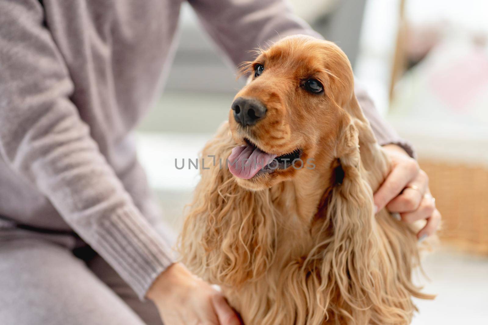 English cocker spaniel dog enjoying hands of woman owner sitting on floor at home