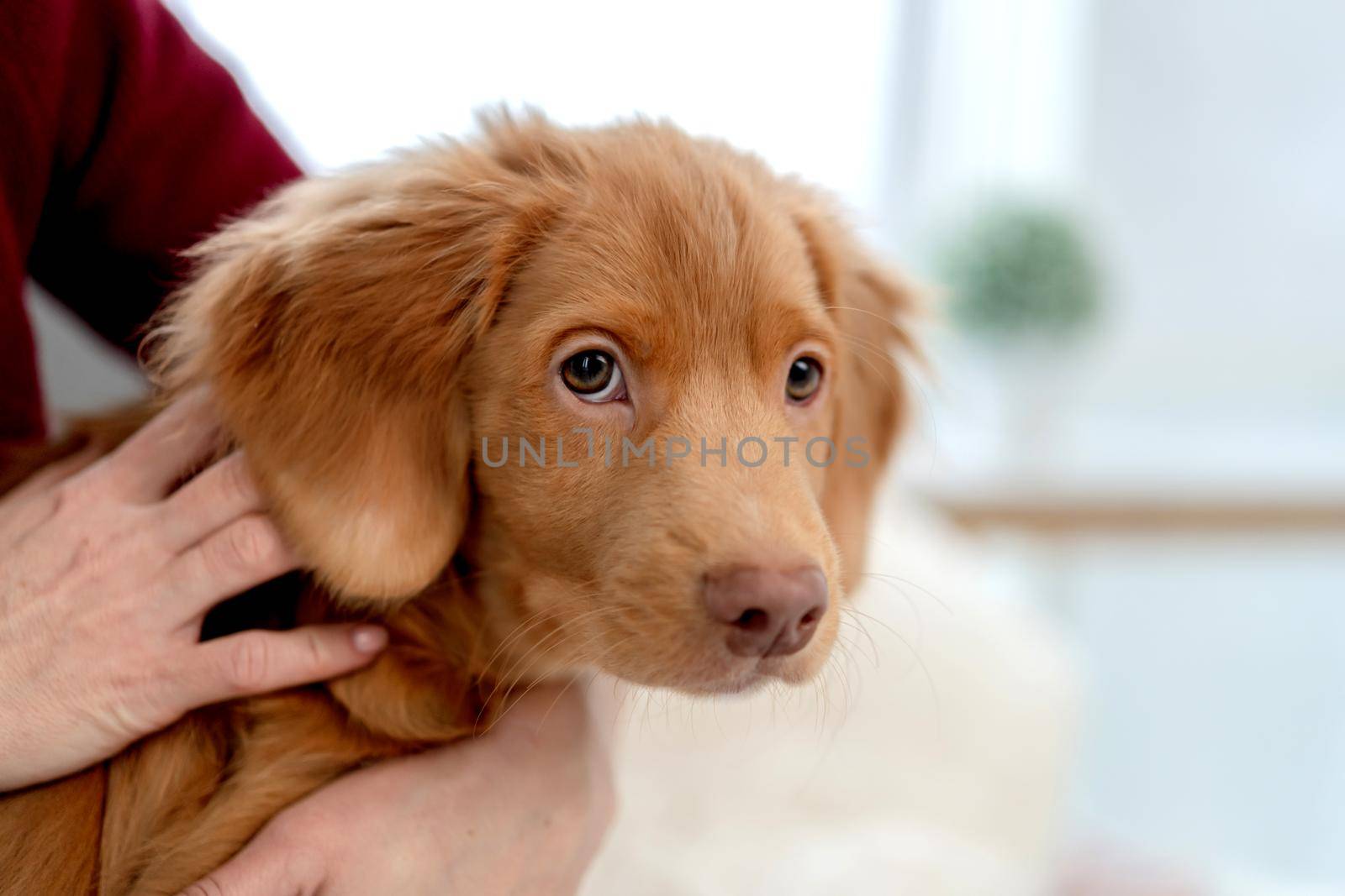 Toller puppy having fun at home by tan4ikk1