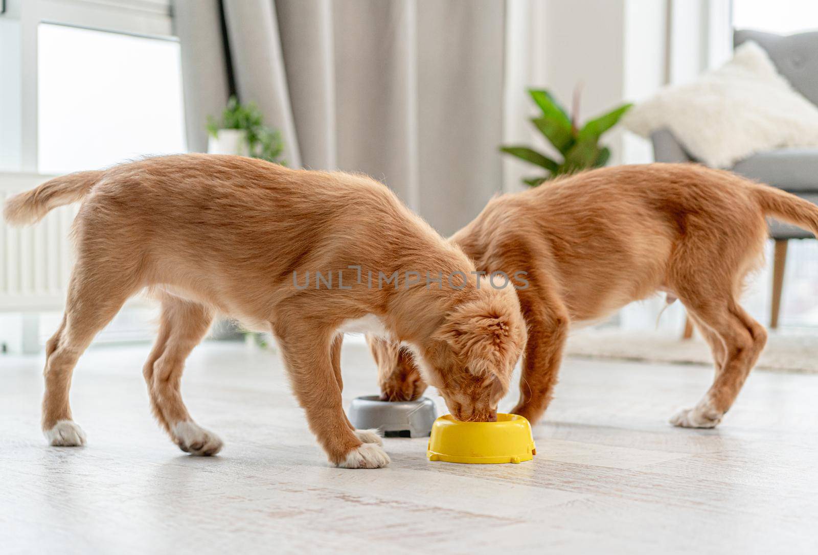 Couple of toller puppies eating from bowls on floor at home