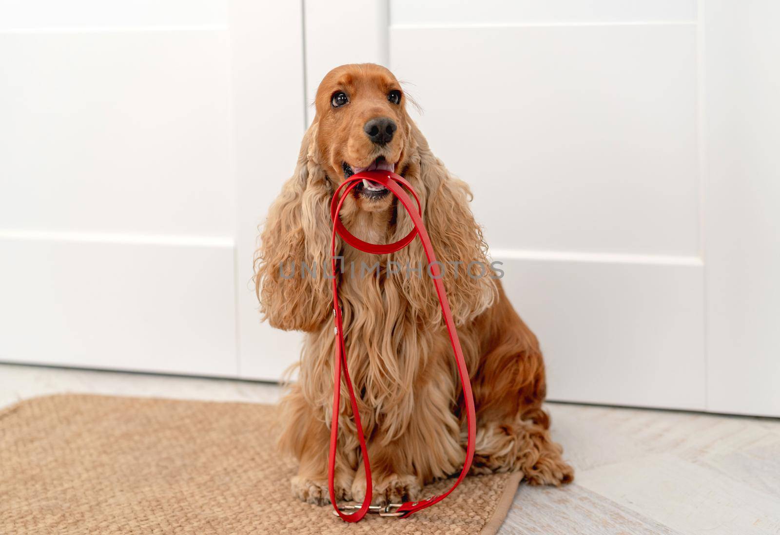 English cocker spaniel dog holding red leash and waiting for walk while sitting near door at home