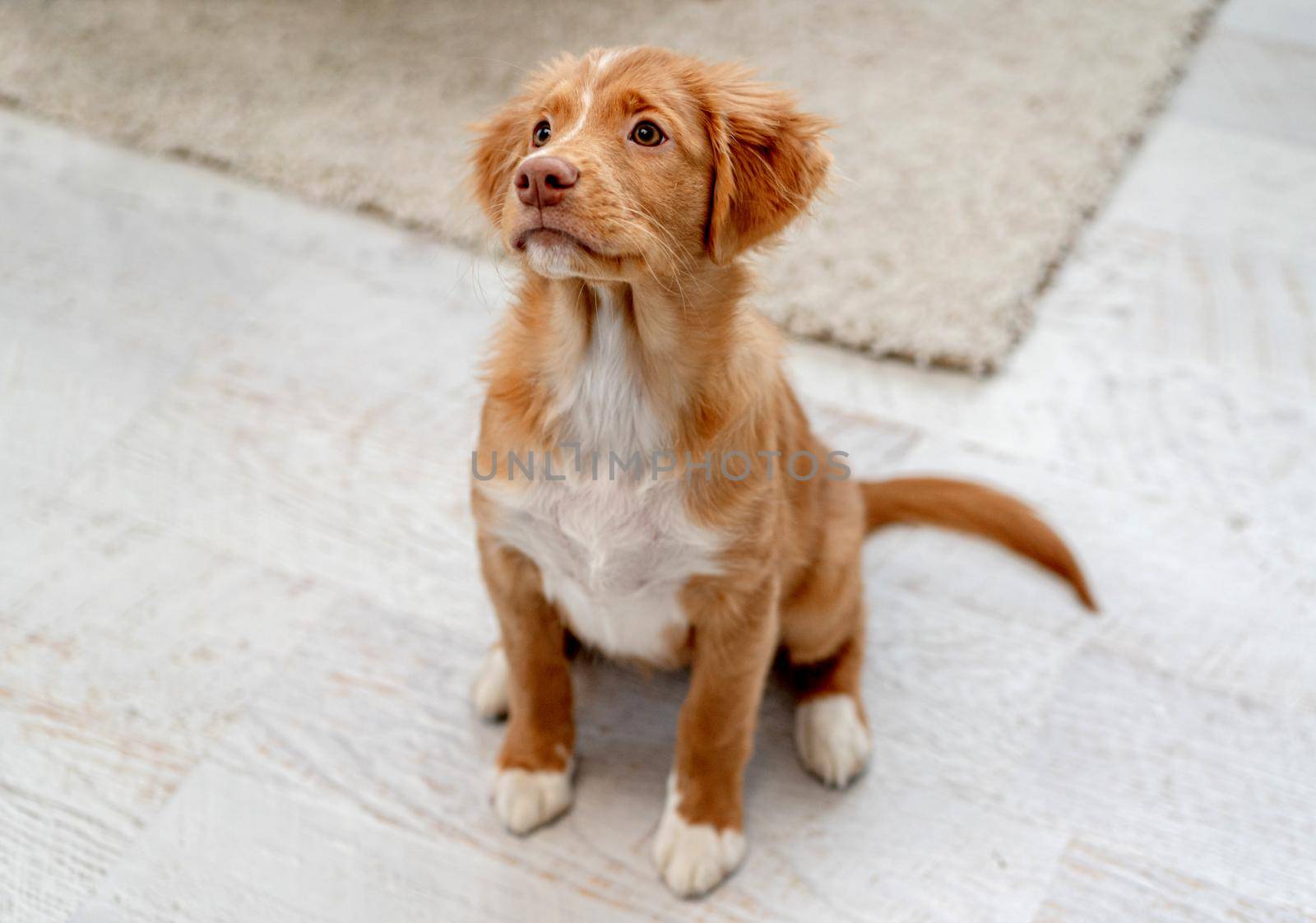 Portrait of toller puppy having fun while looking up at home, top view