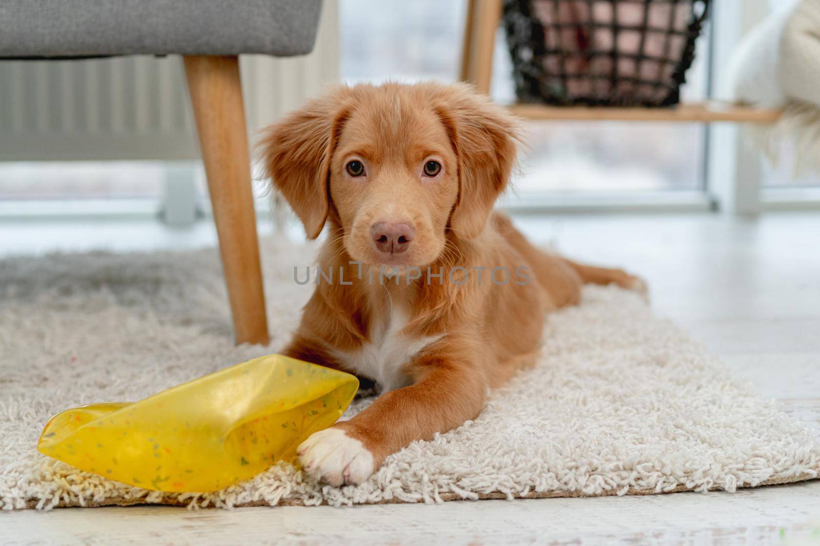 Toller puppy having fun with dog toys on carpet at home