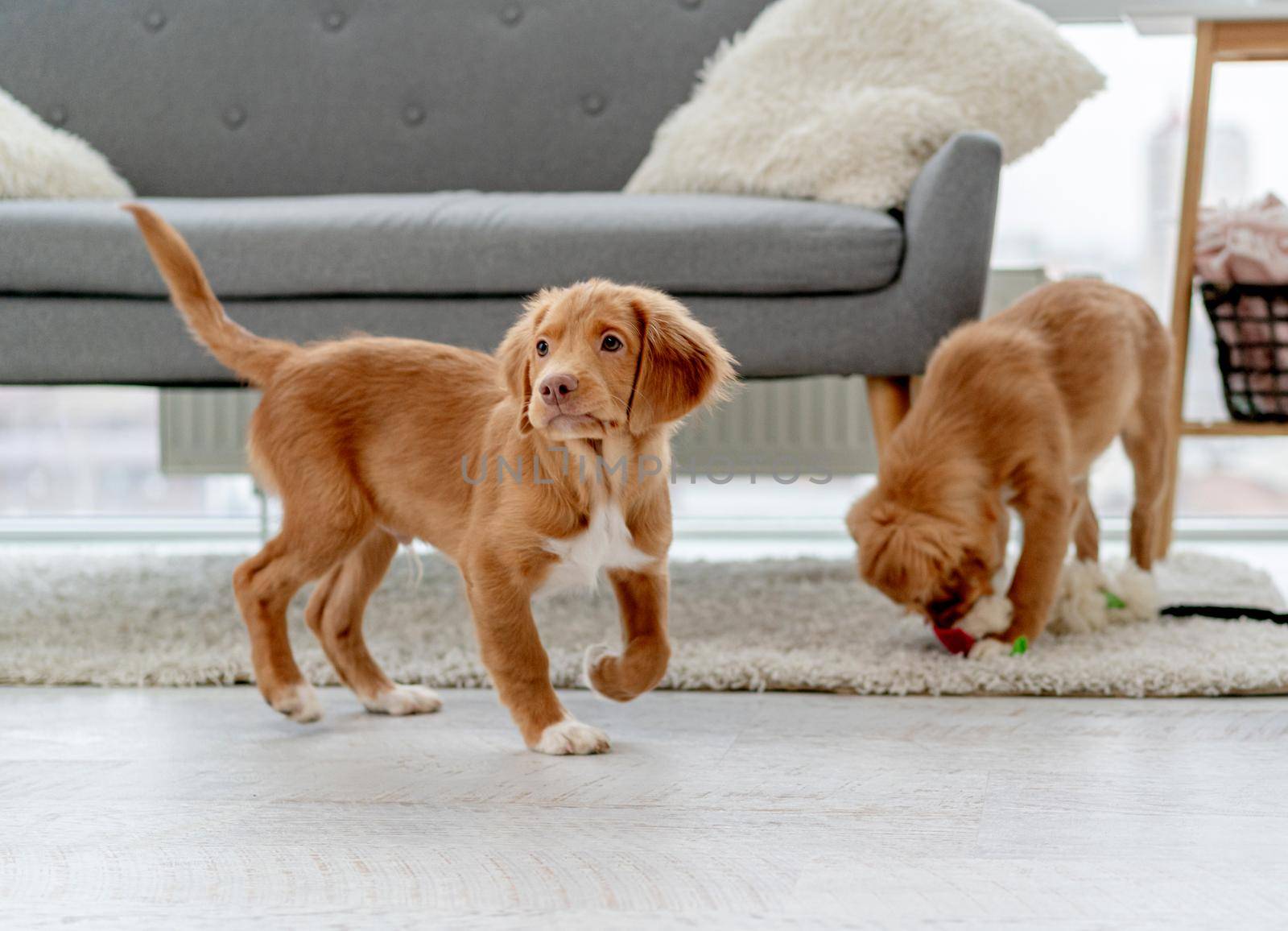 Couple of toller puppies at home by tan4ikk1