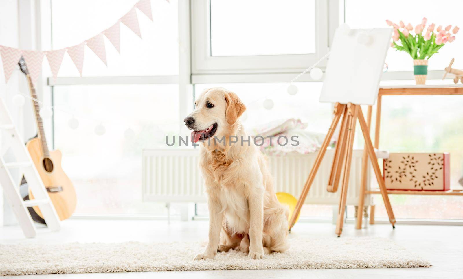 Cute golden retriever dog sitting in light room