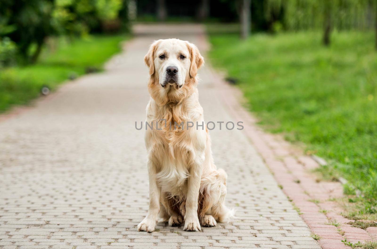 Golden retriever dog sitting on park path in summer