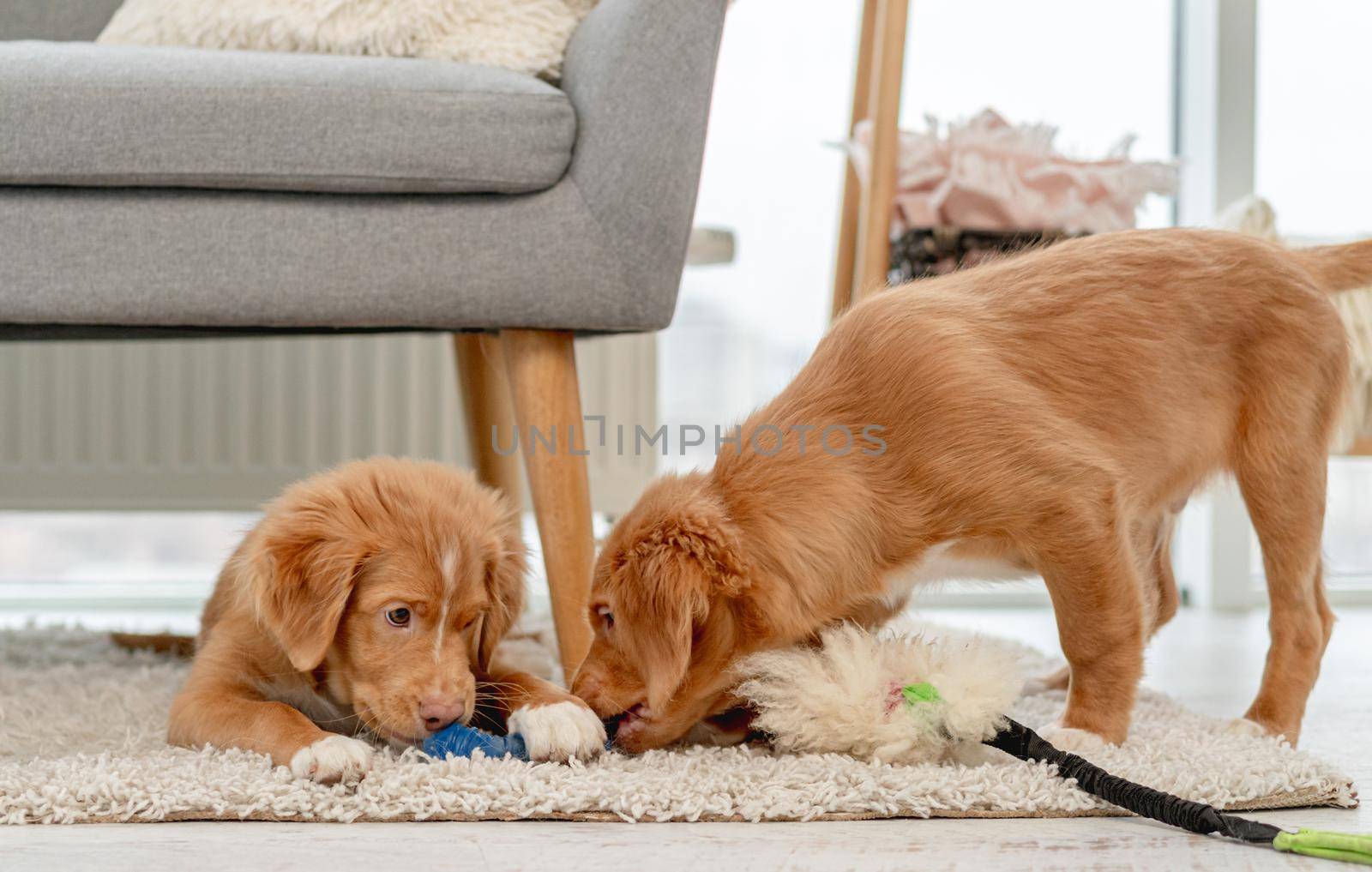 Couple of toller puppies biting soft toy at home
