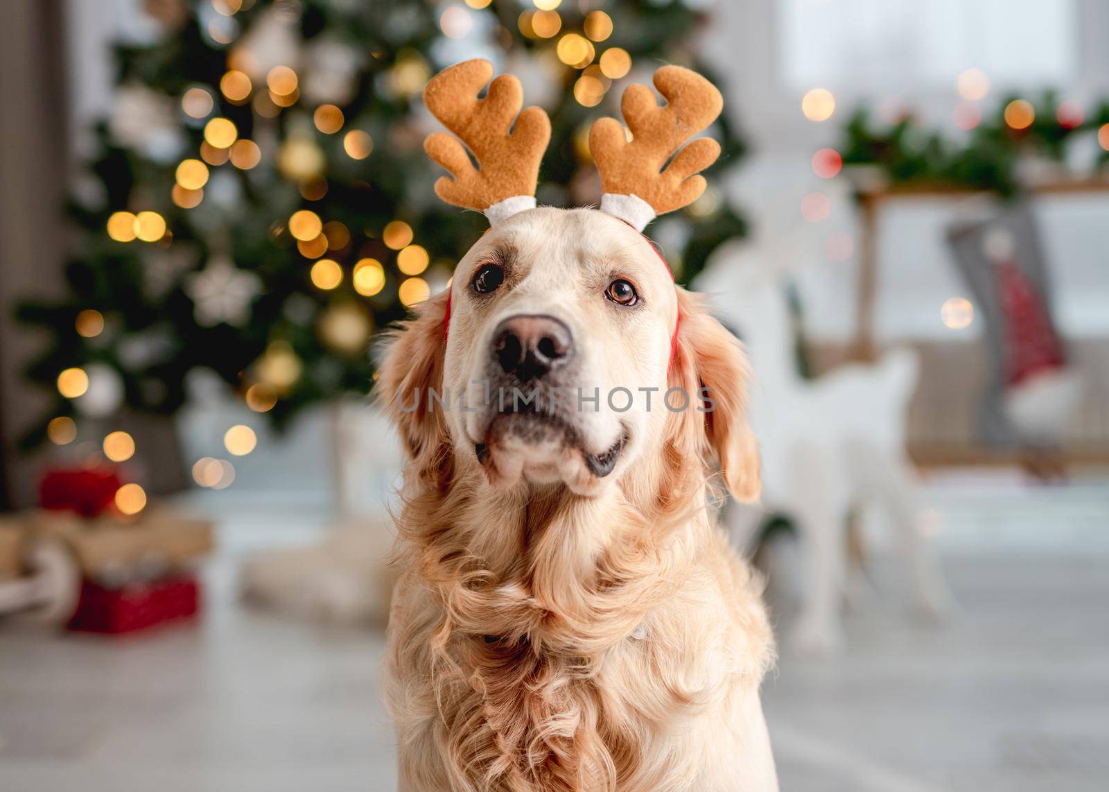 Golden retriever dog wearing festive costume sitting in Christmas time with decorated tree on background