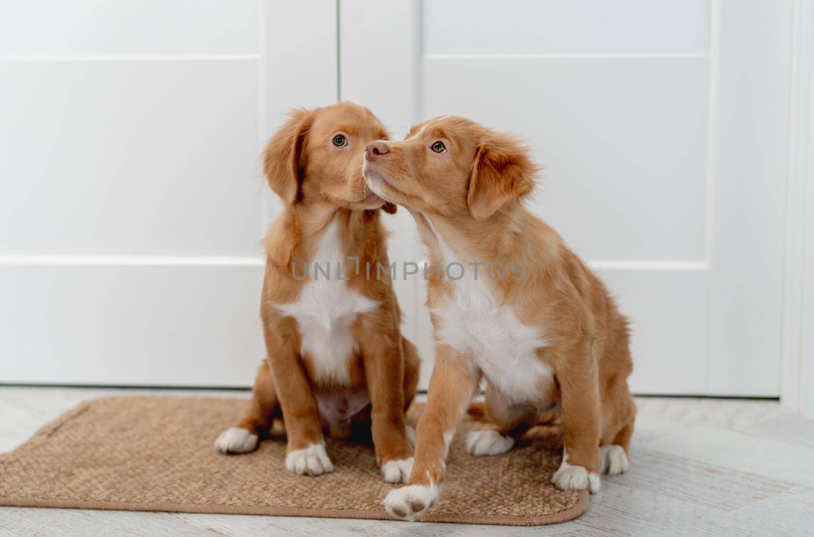 Couple of toller puppies standing on door mat at home
