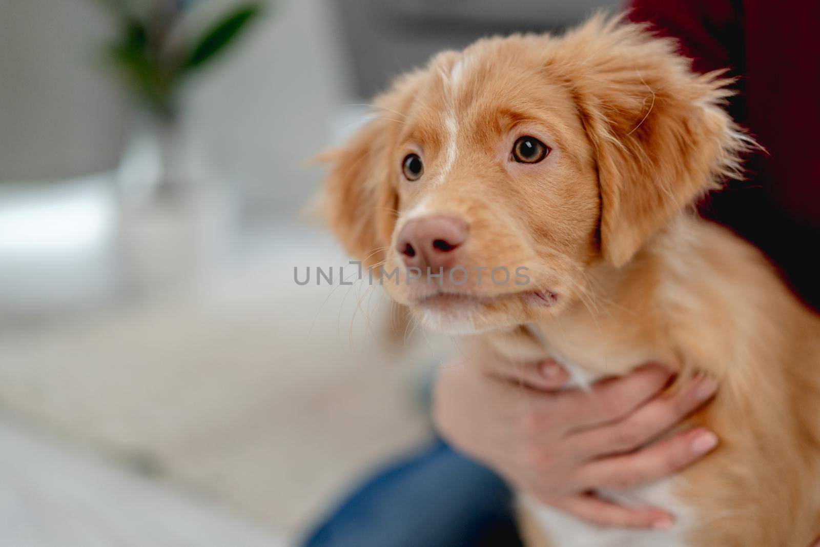 Toller puppy yawning after having fun with woman at home