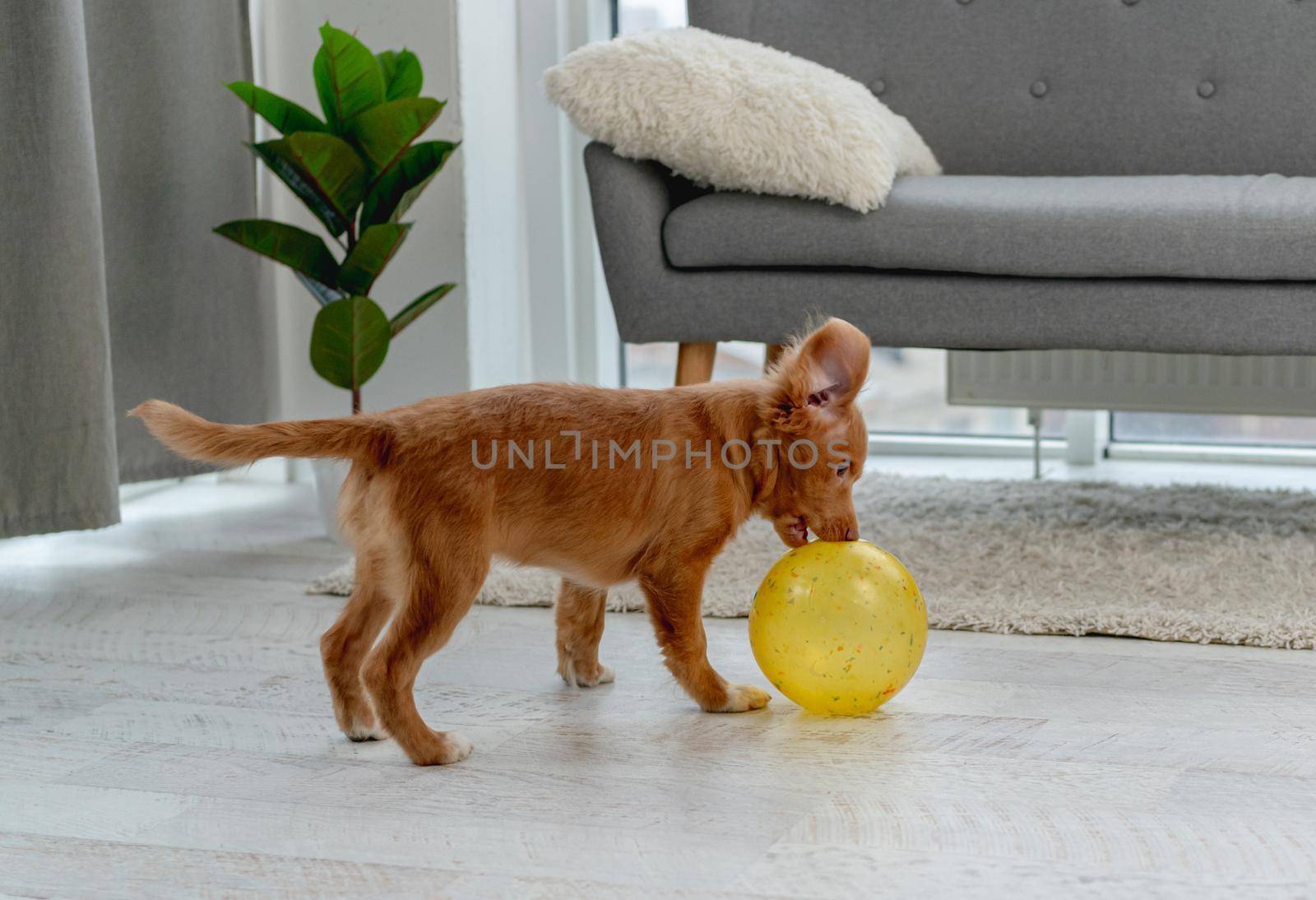 Toller puppy having fun during play with rubber ball at home