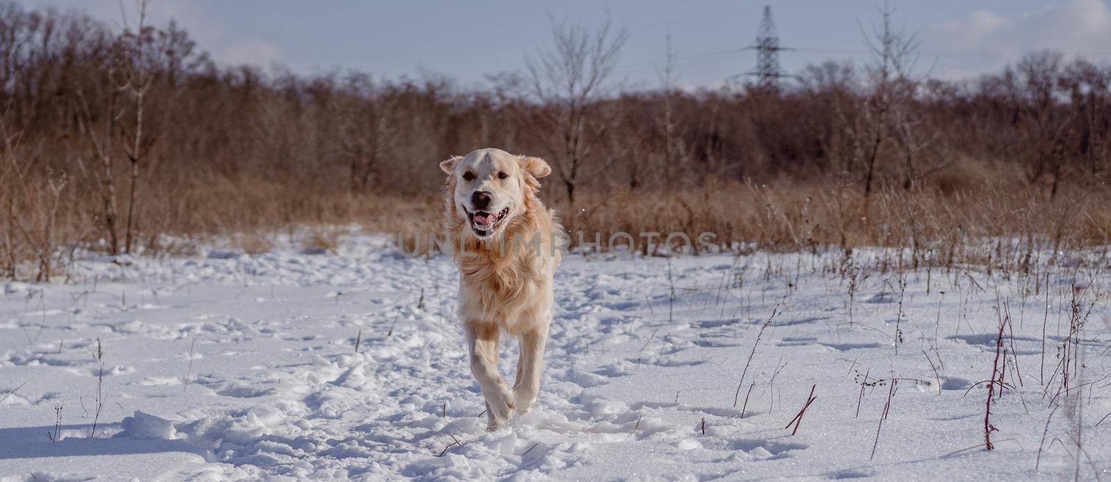 Golden retriever dog on winter nature by tan4ikk1