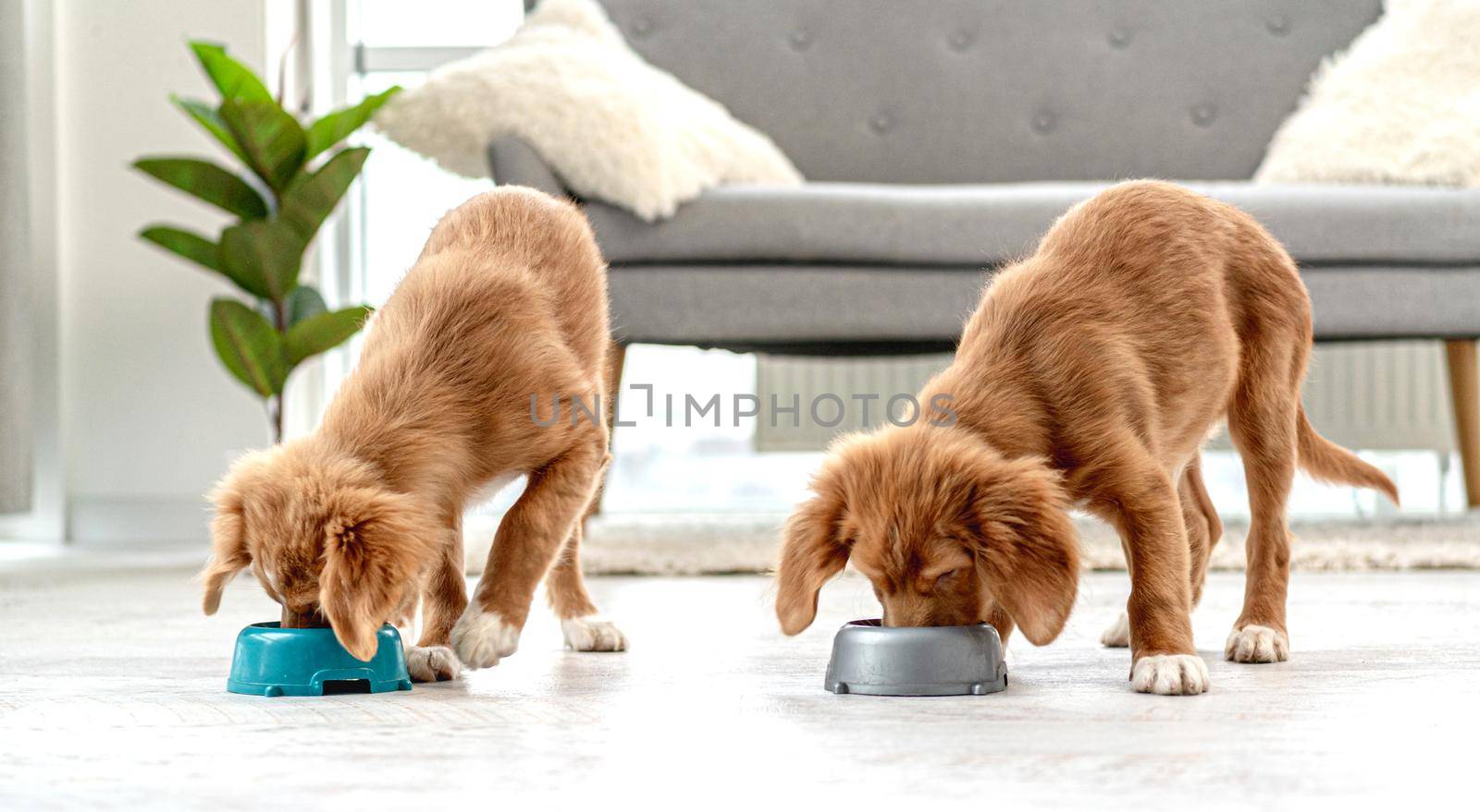 Couple of toller puppies at home by tan4ikk1