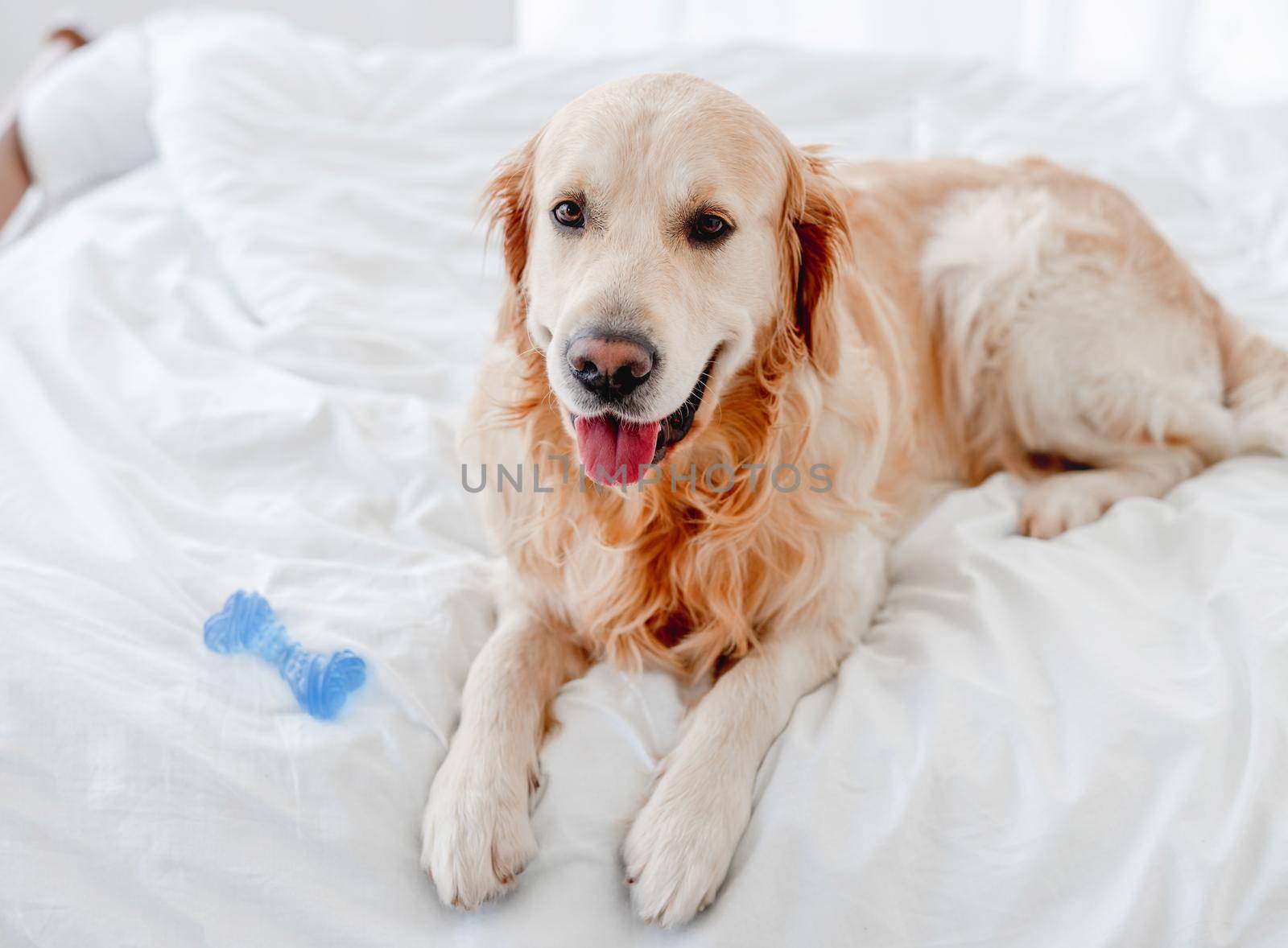 Golden retriever dog lying in the bed with blue toy bone and looking at the camera. Cute doggy labrador resting at home with tonque out. Portrait of pet indoors