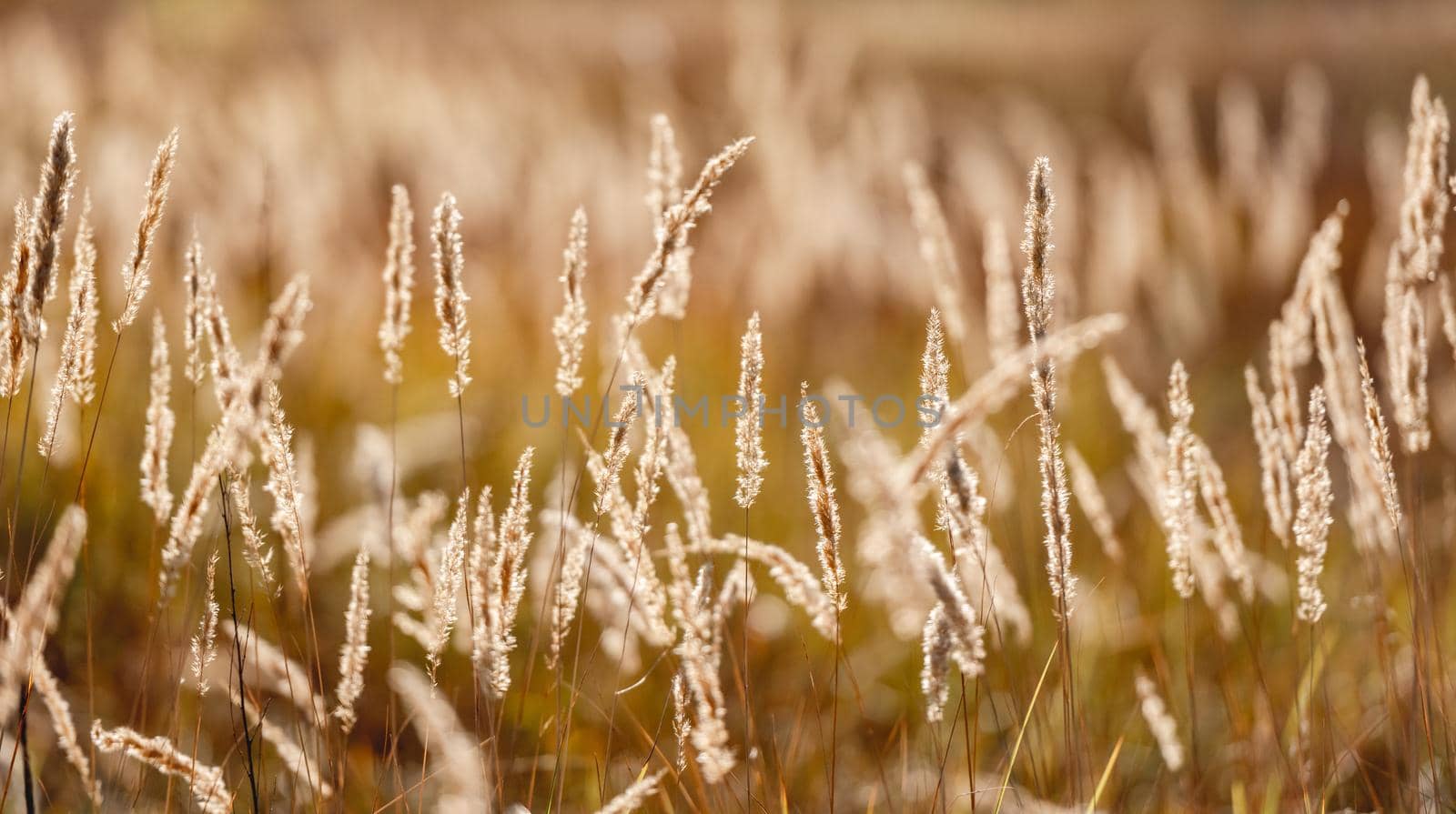 Cereal field with yellow ripe spikelets closeup with blurred background. Wheat grain in farmaland with beautiful sunlight