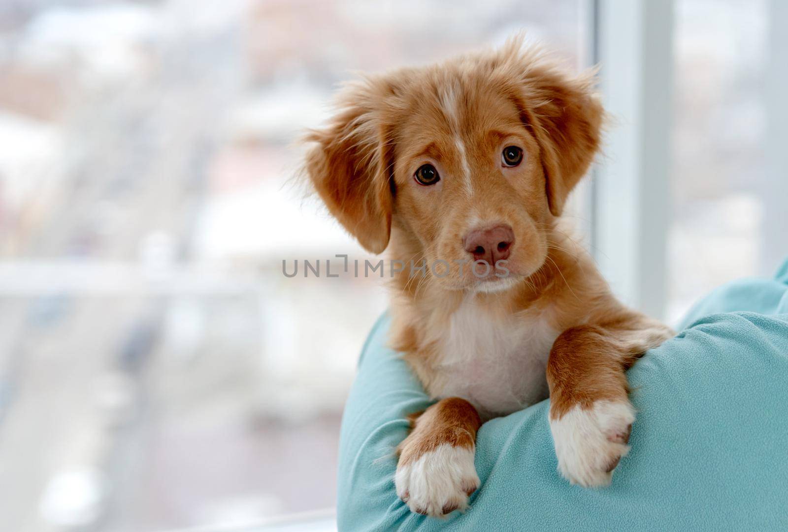 Toller puppy having fun sitting on owner shoulder at home