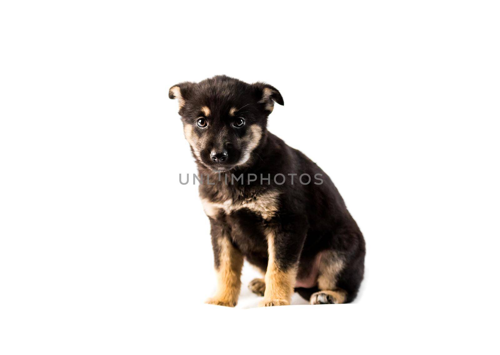 Cute german shepherd puppy isolated on white background