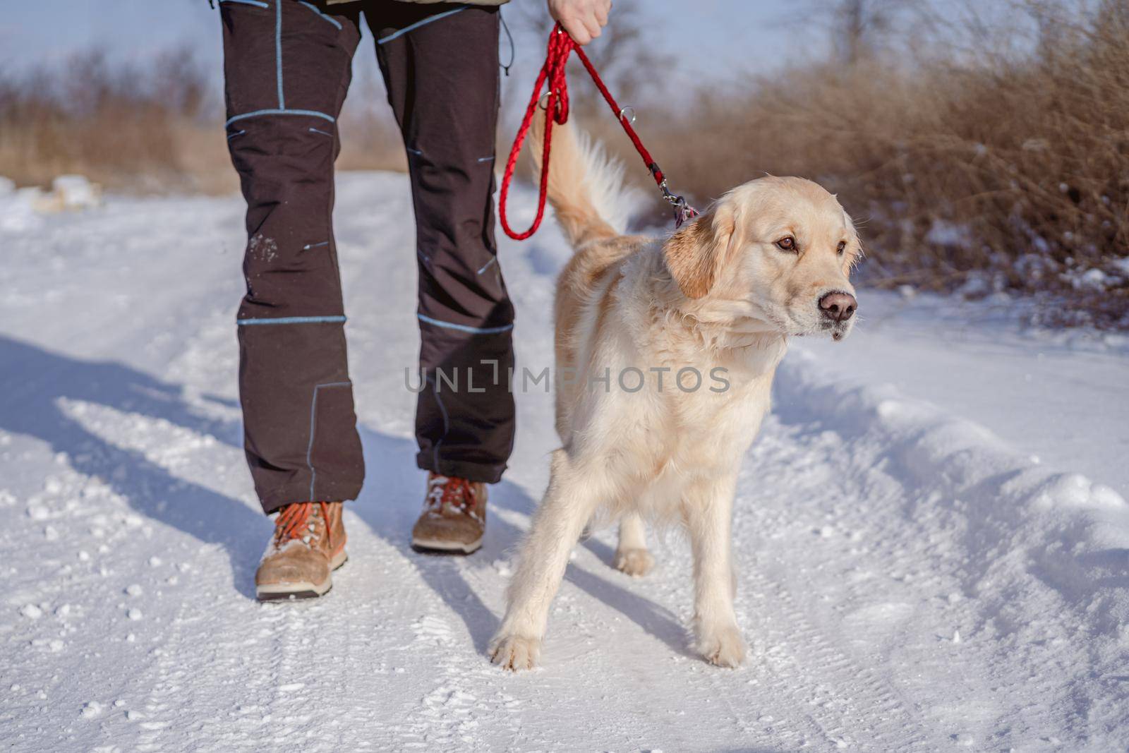 Golden retriever dog walking on leash beside man on winter nature in sunny day