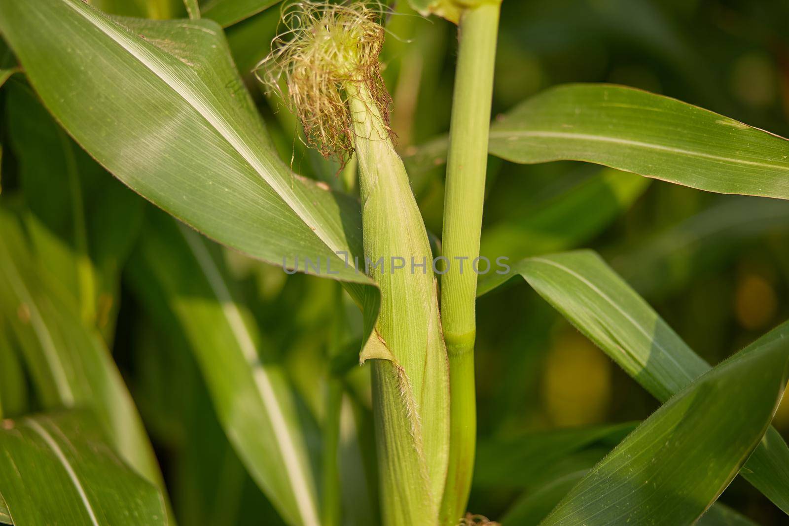 A selective focus picture of corn cob in organic corn field.Corn farm.