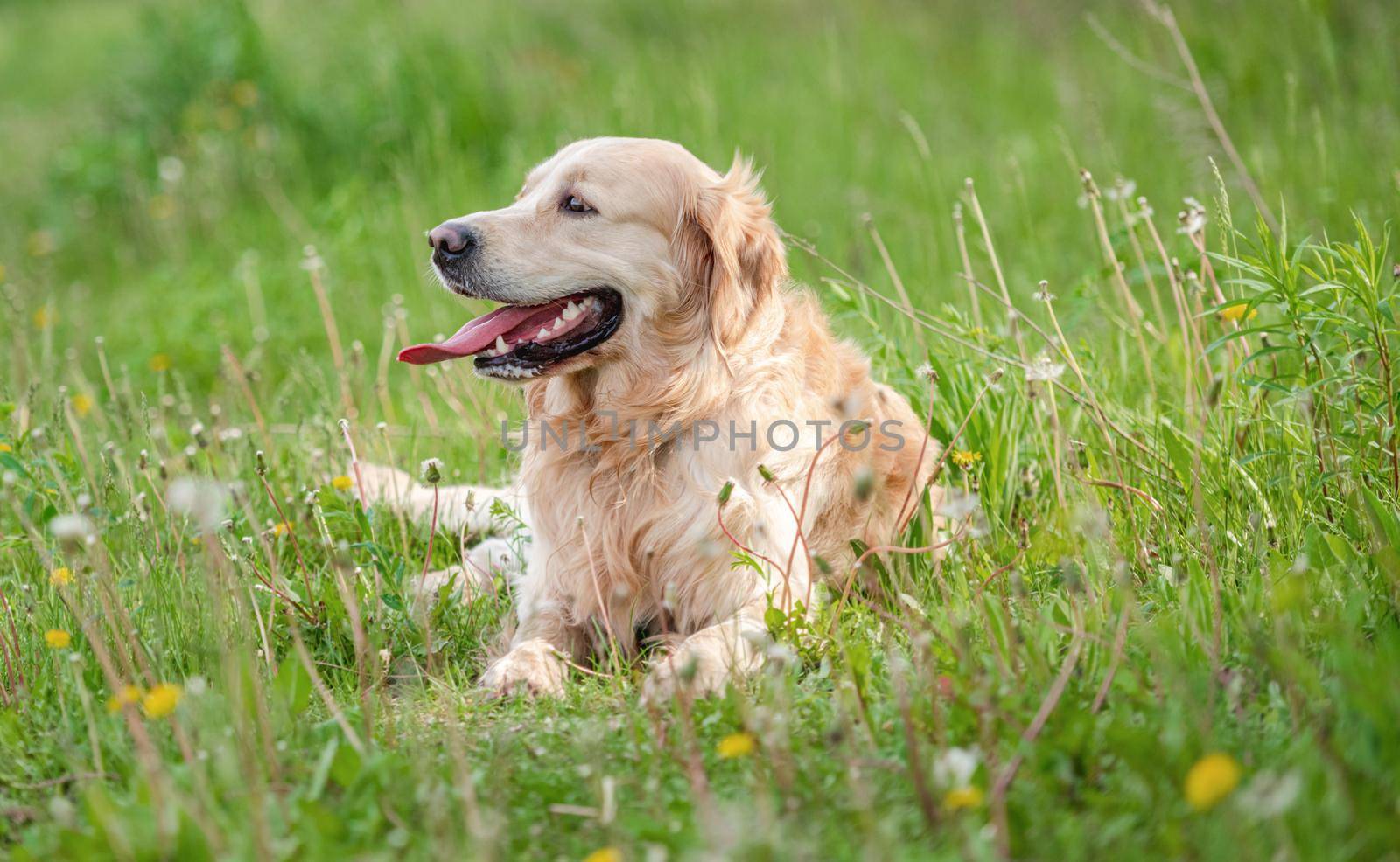 Golden retriever dog lying in green grass outdoors in sunny day in summer time and looking back. Adorable doggy pet resting during walk outside