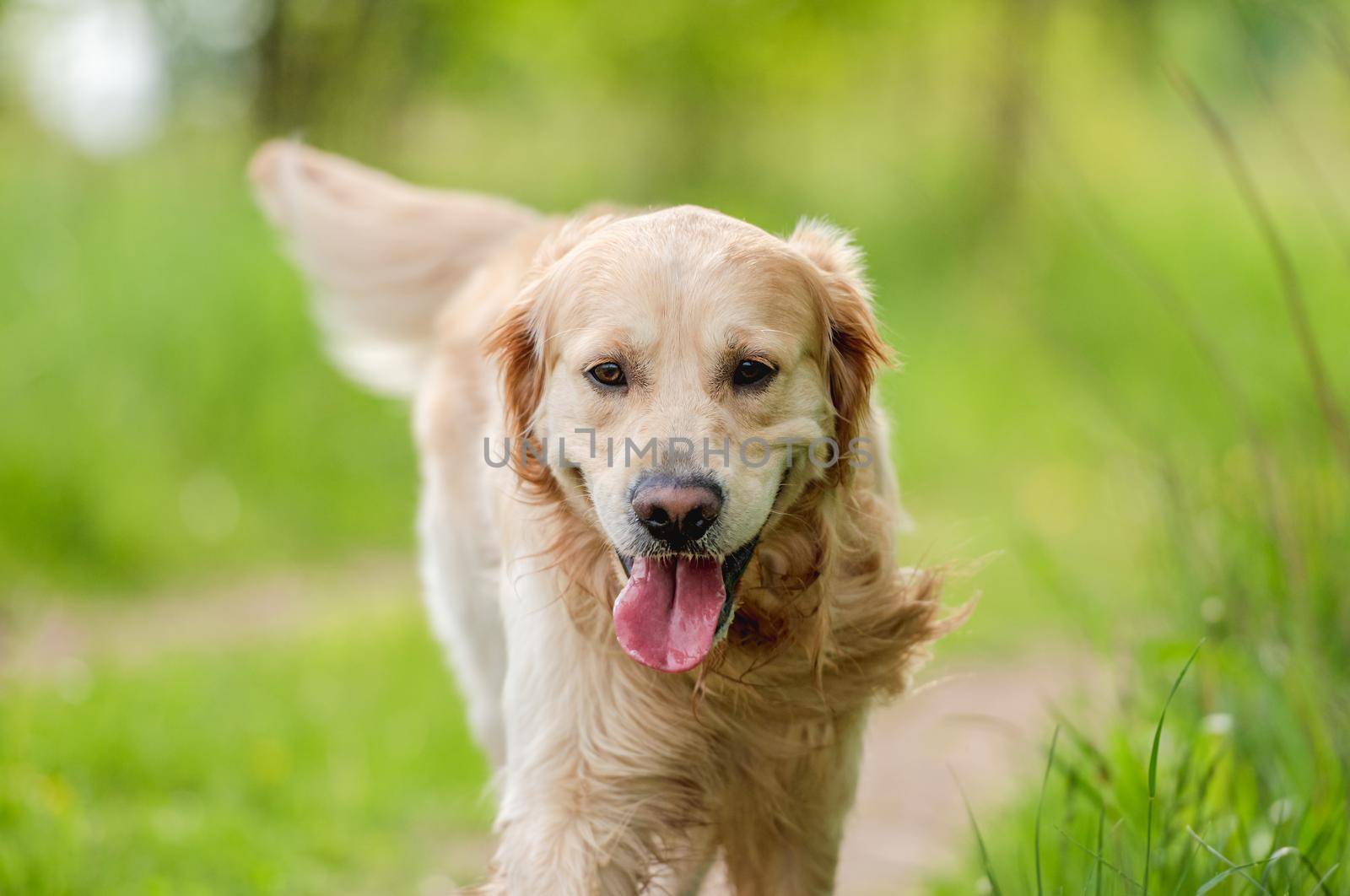 Adorable golden retriever dog walking outdoors in green grass at the nature in summer time with tonque out. Beautiful closeup portrait of doggy pet outside