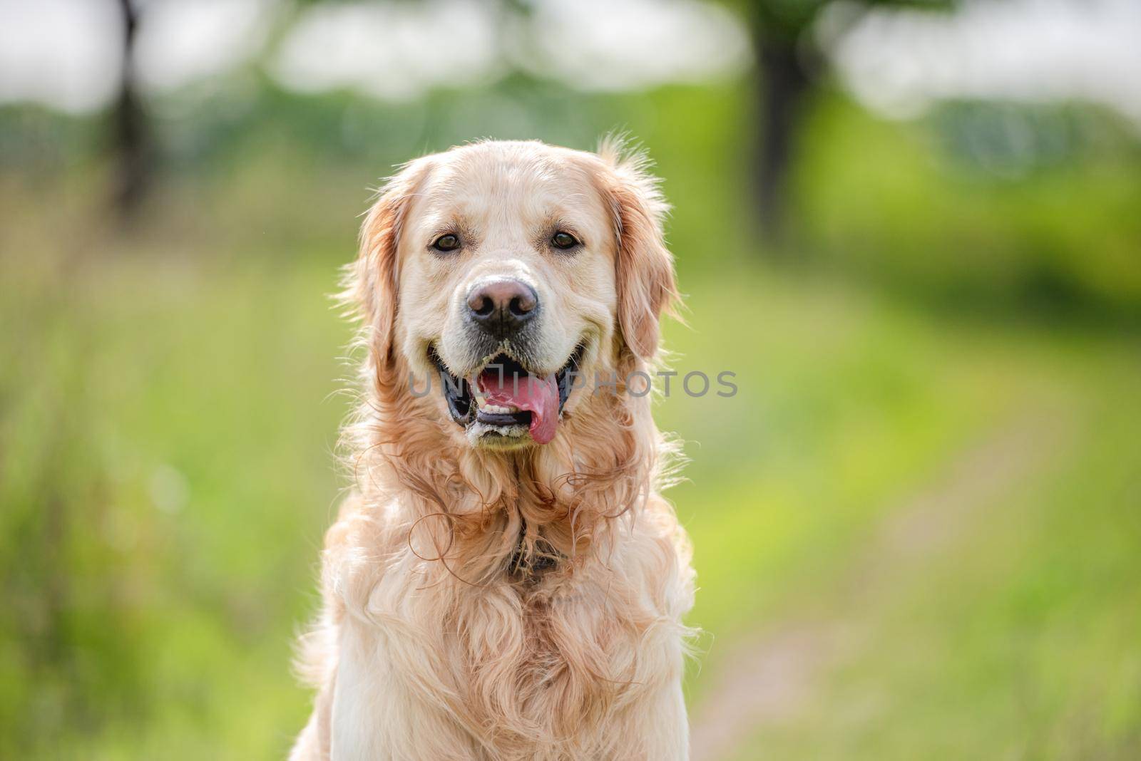 Adorable golden retriever dog sitting and looking at camera outdoors in green grass at the nature in summer time. Beautiful closeup portrait of doggy pet outside with blurred background