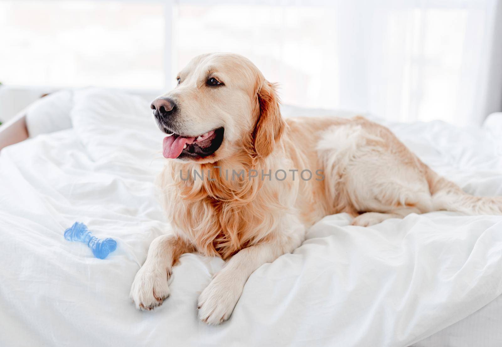 Golden retriever dog lying in the bed with blue toy bone and looking back. Cute doggy resting at home with tonque out in the morning time. Portrait of pet indoors with daylight