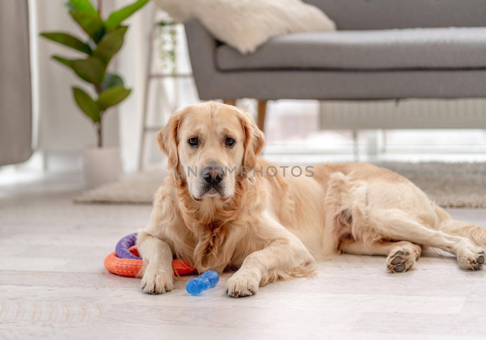 Golden retriever dog playing with bite ring toy at home