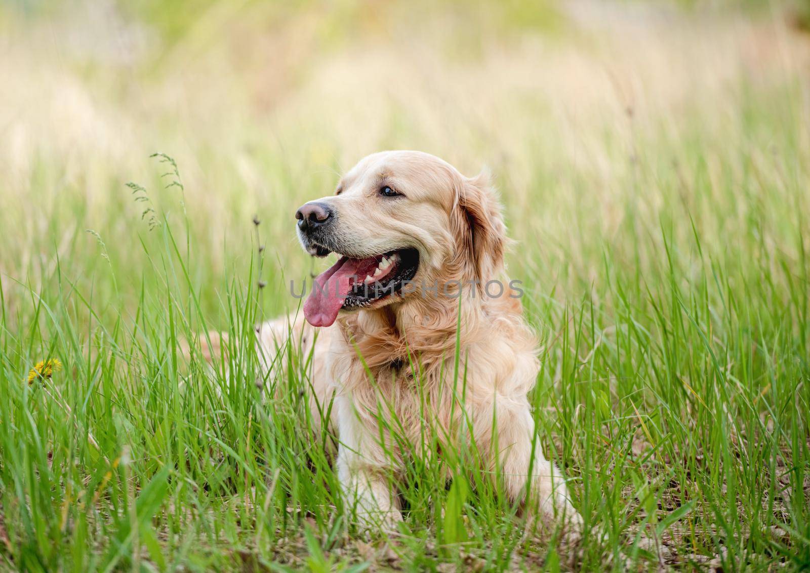 Golden retriever dog lying in green grass outdoors in sunny summer day and looking back with tonque out. Adorable doggy pet resting during walk outside