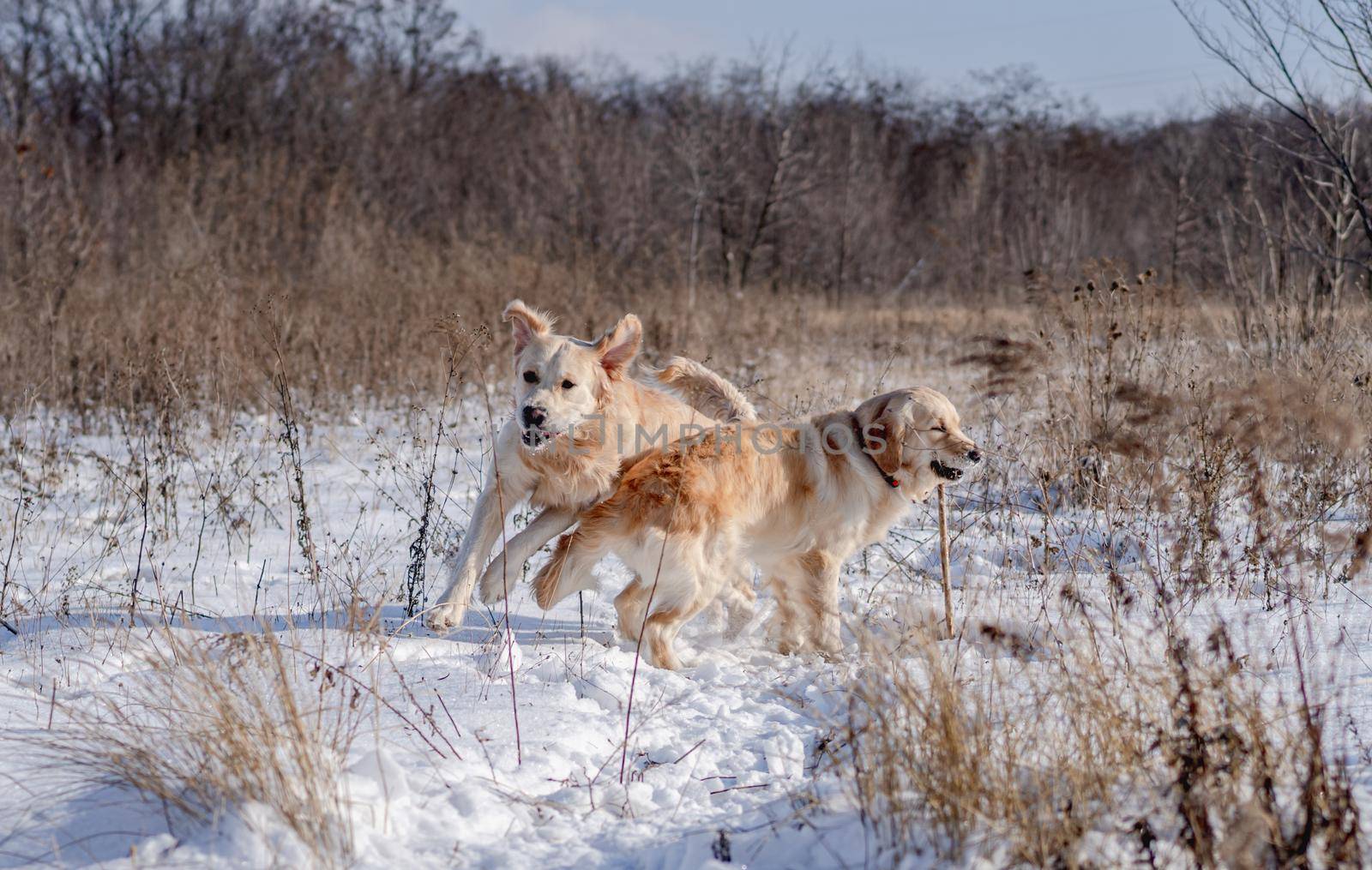 Golden retriever dogs playing together on snowy winter nature