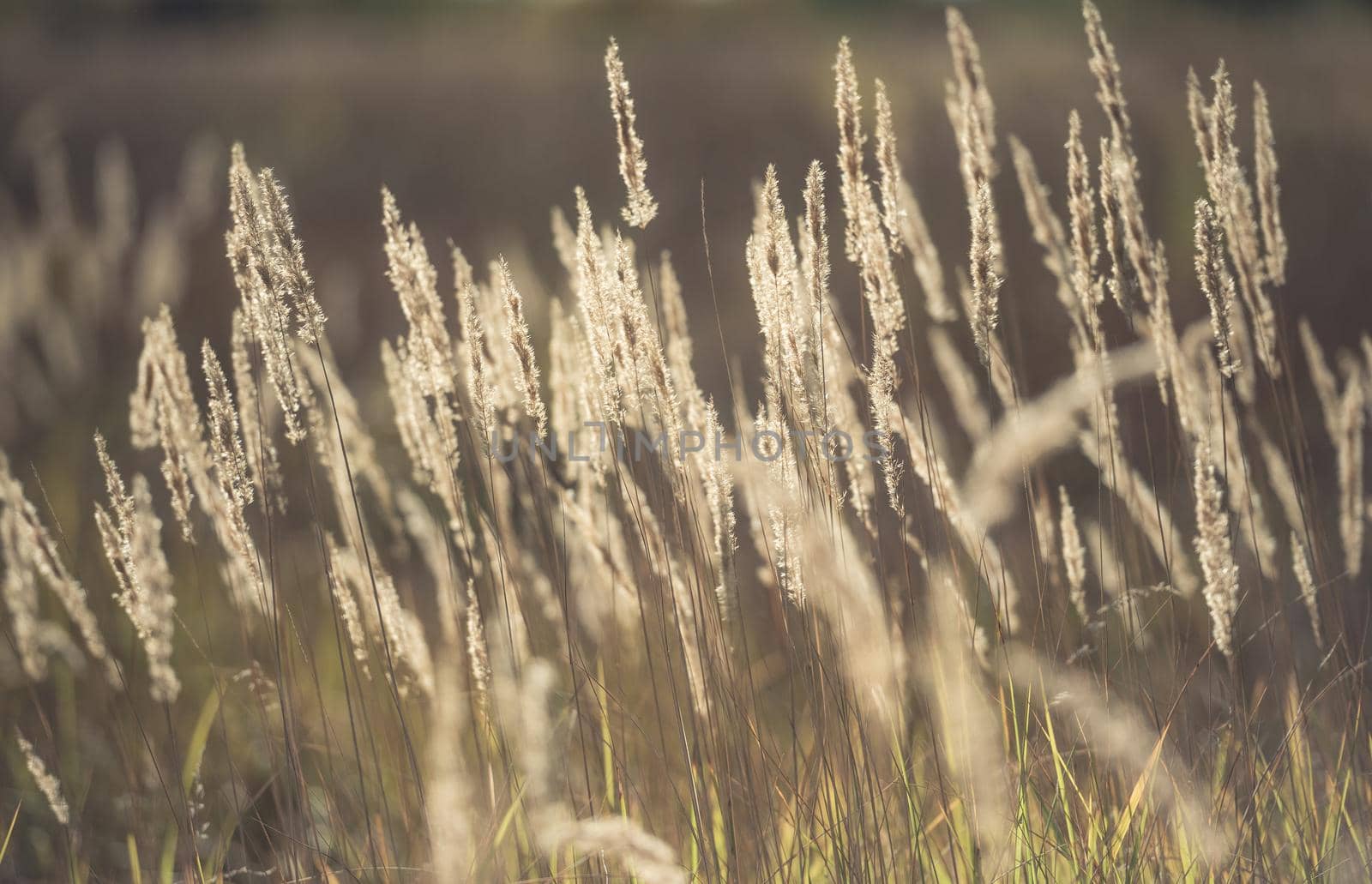 Ripe spikelets in wheat field by tan4ikk1