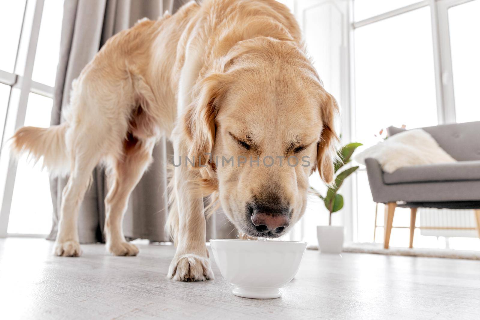 Cute golden retriever dog drinking water from bowl standing on the floor at home