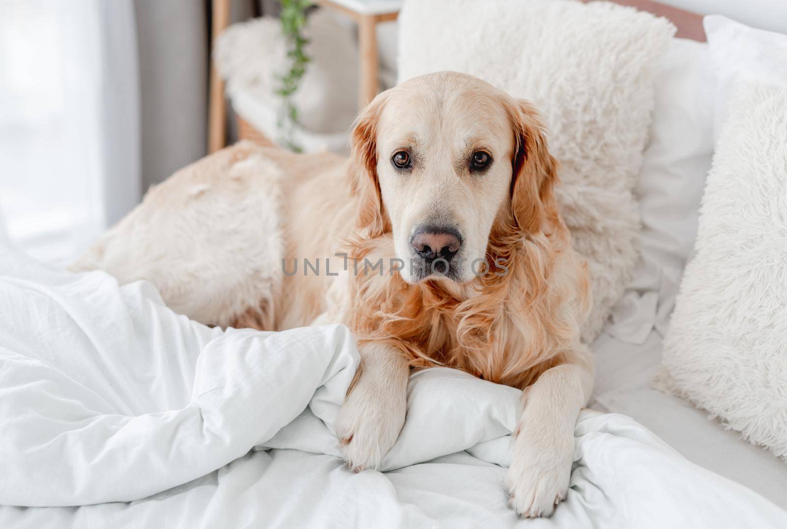 Golden retriever dog lying in the bed and looking at the camera. Cute doggy resting at home in the morning time. Portrait of pet indoors with daylight