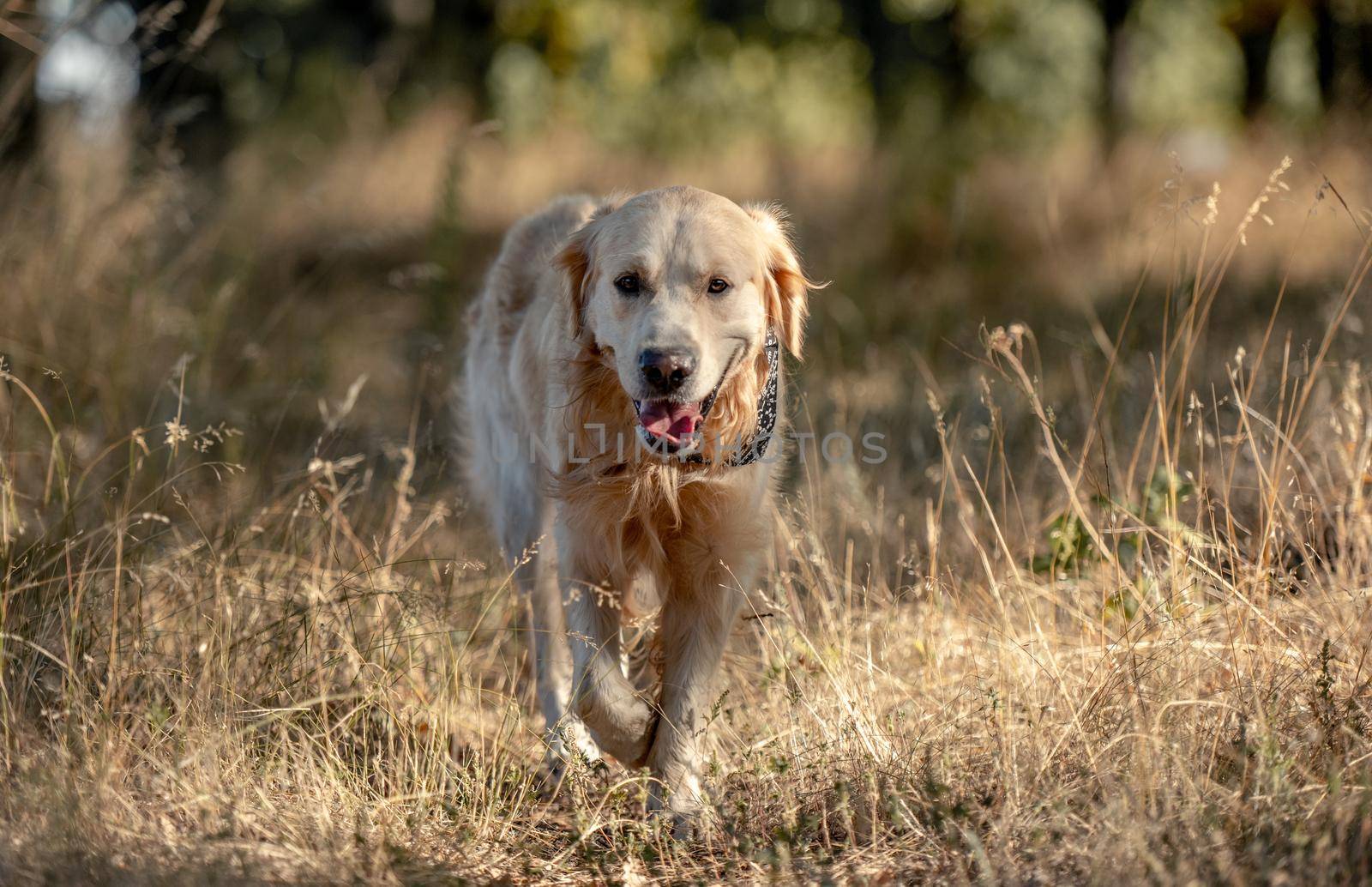 Golden retriever dog in autumn park by tan4ikk1