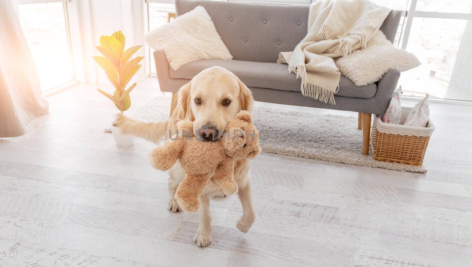 Golden retriever dog holding teddy bear toy in her teeth and staying in the room with sunlight