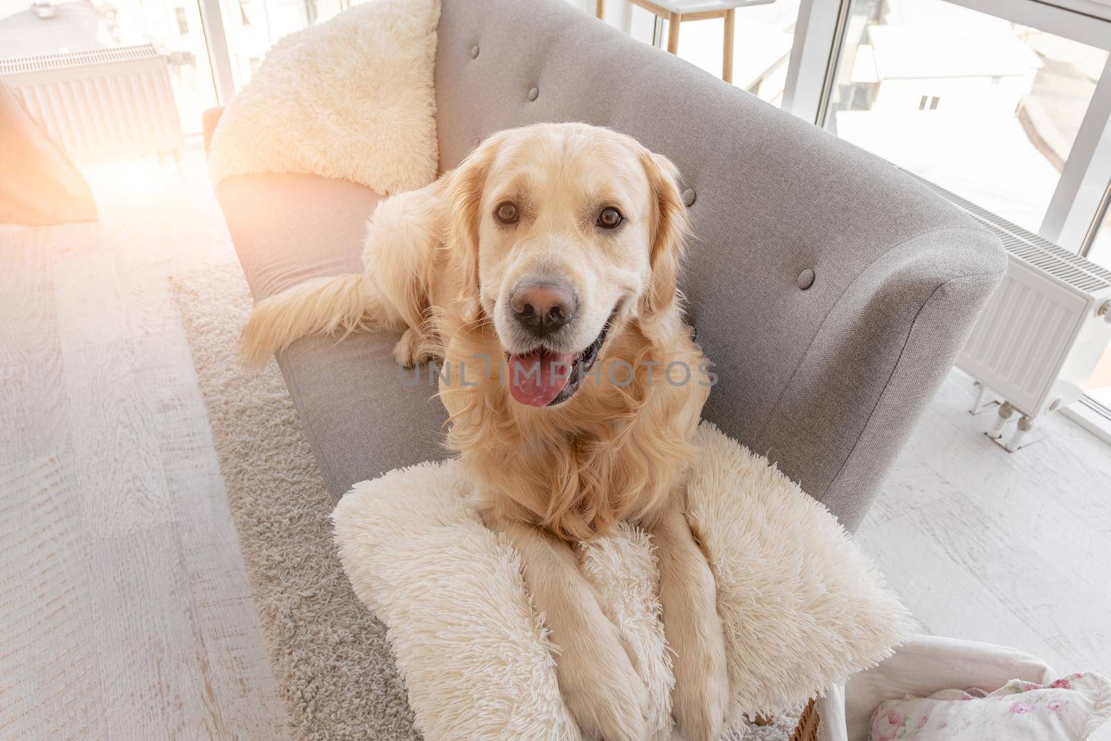 Adorable golden retriever dog lying on the grey sofa and looking at the camera