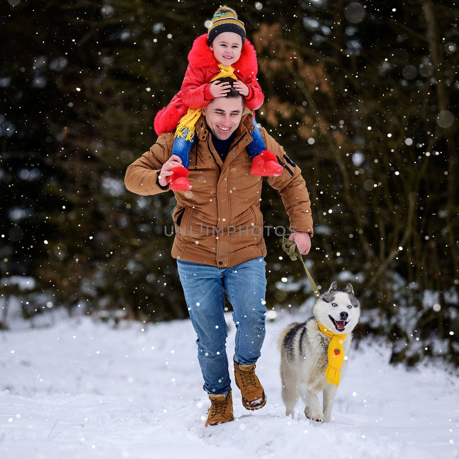 Husky in a yellow scarf with the owner and his daughter, walking in the winter forest.new