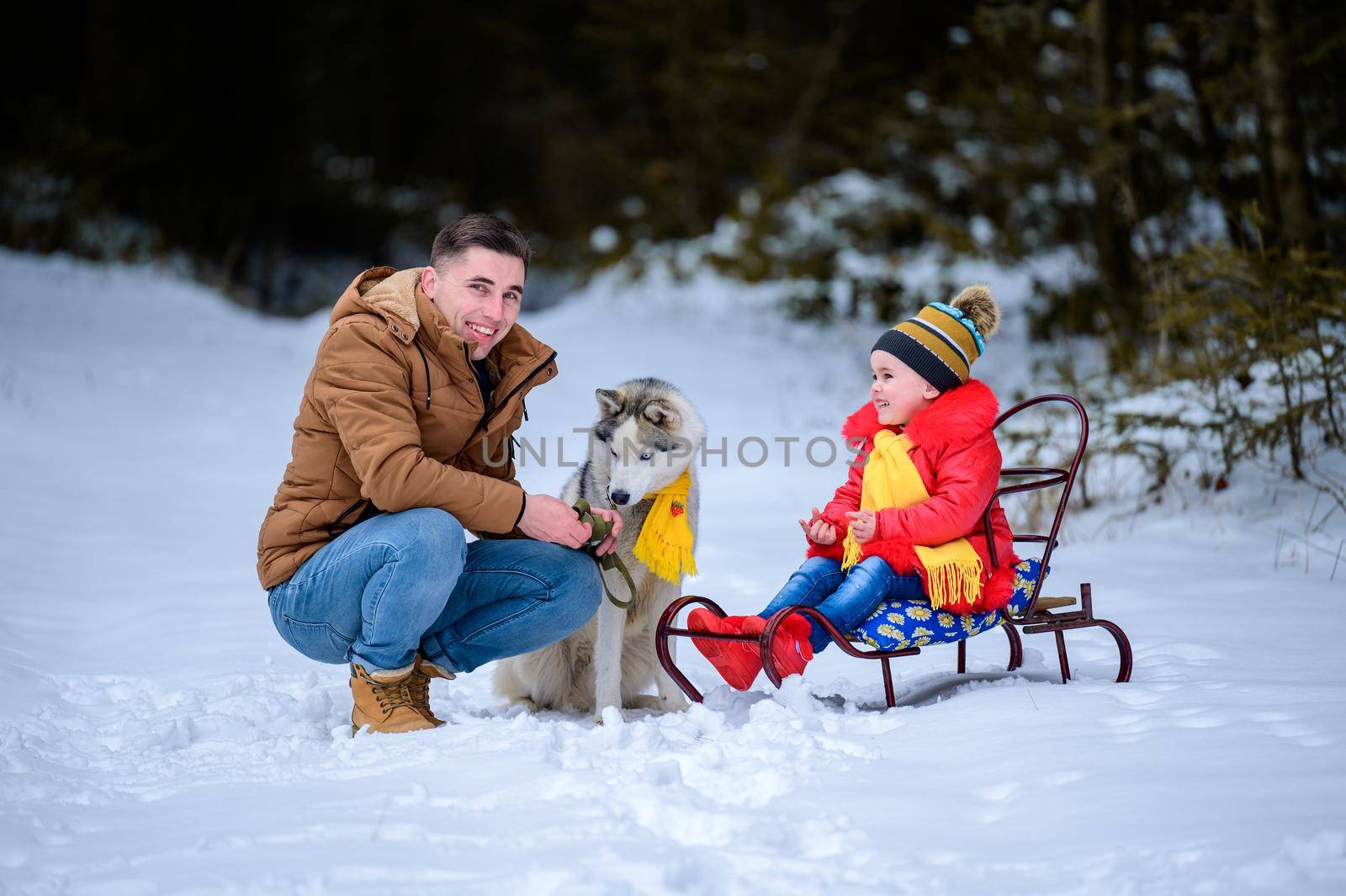 Husky in the woods with the owner and his daughter, a sleigh ride through the woods, fun husky games.new