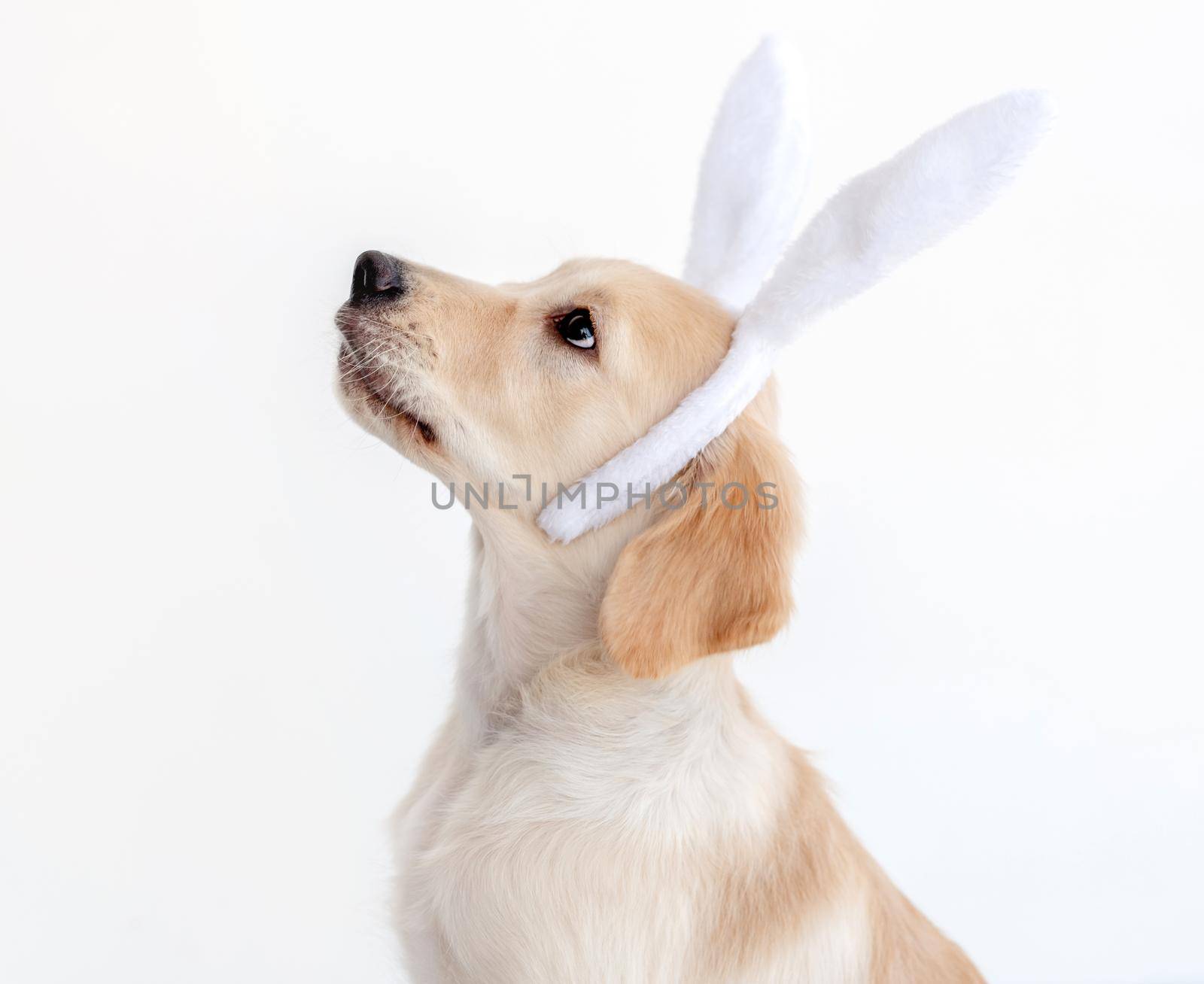 Funny golden retriever dog in white bunny ears