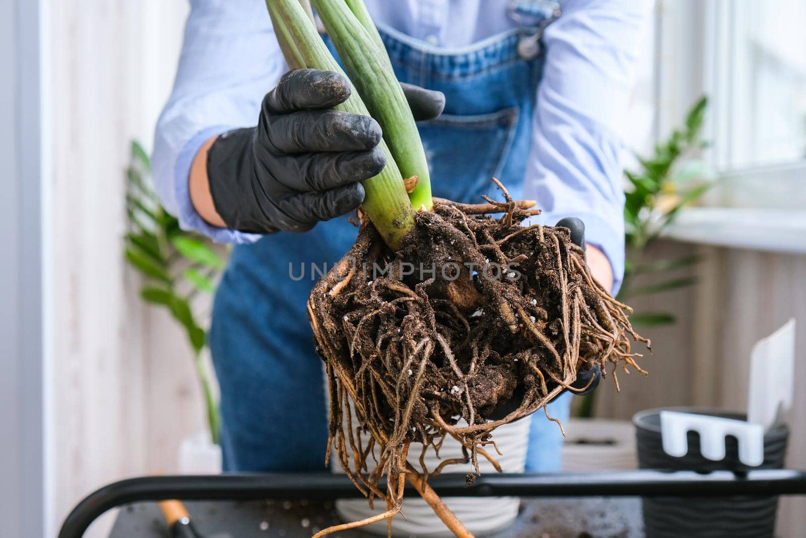 Gardener woman transplants indoor plants and use a shovel on table. Zamioculcas Concept of plants care and home garden. Spring planting by anna_stasiia