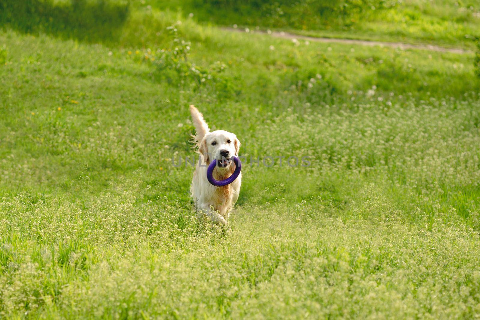 Playful dog walking on blooming field by tan4ikk1