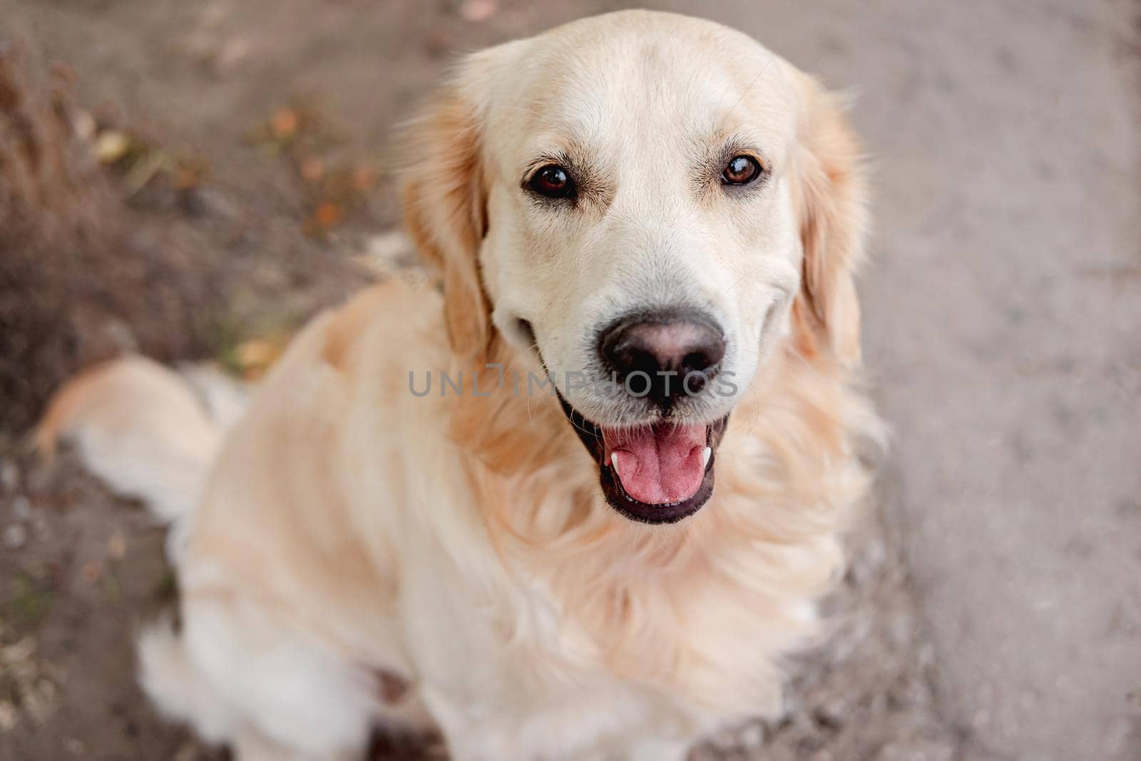 Golden retriever dog sitting on autumn ground amd looking up, top view