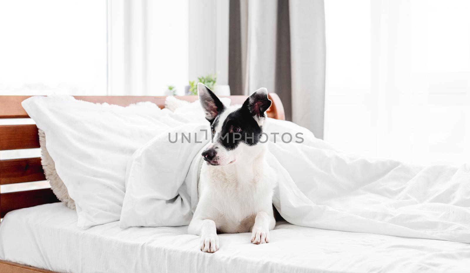 Cute dog lying in the bed under blanket in sunny room and looking back. Adorable pet doggy resting in the bedroom in the morning time