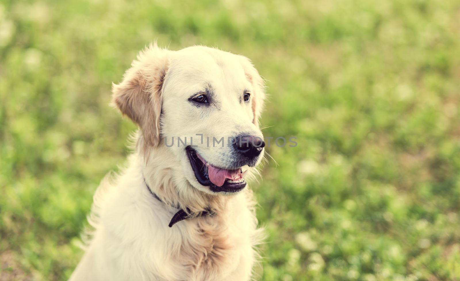 Cute golden retriever dog sitting on blooming field