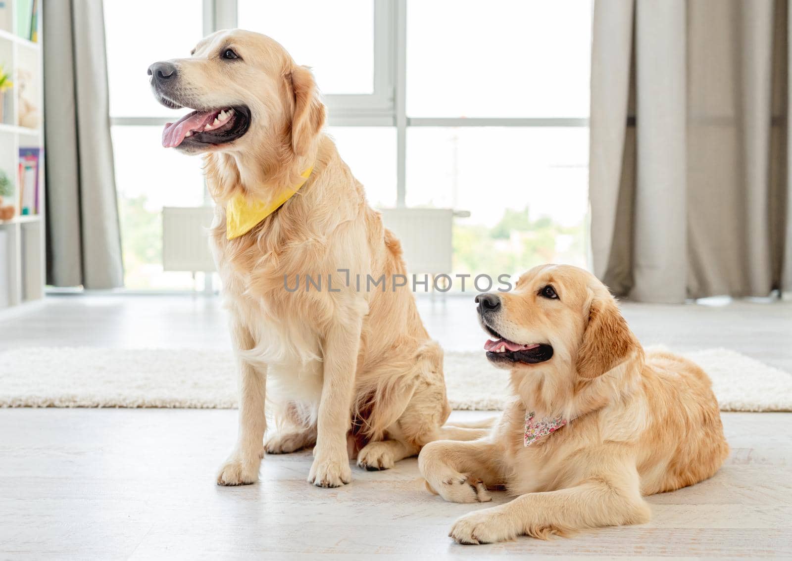 Pair of golden retrievers wearing handkerchiefs sitting at home