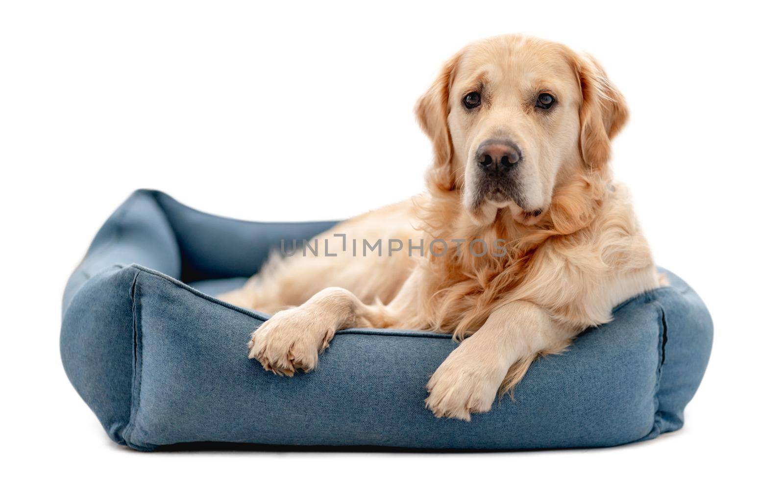 Golden retriever dog lies on soft blue doggy chair isolated on white background