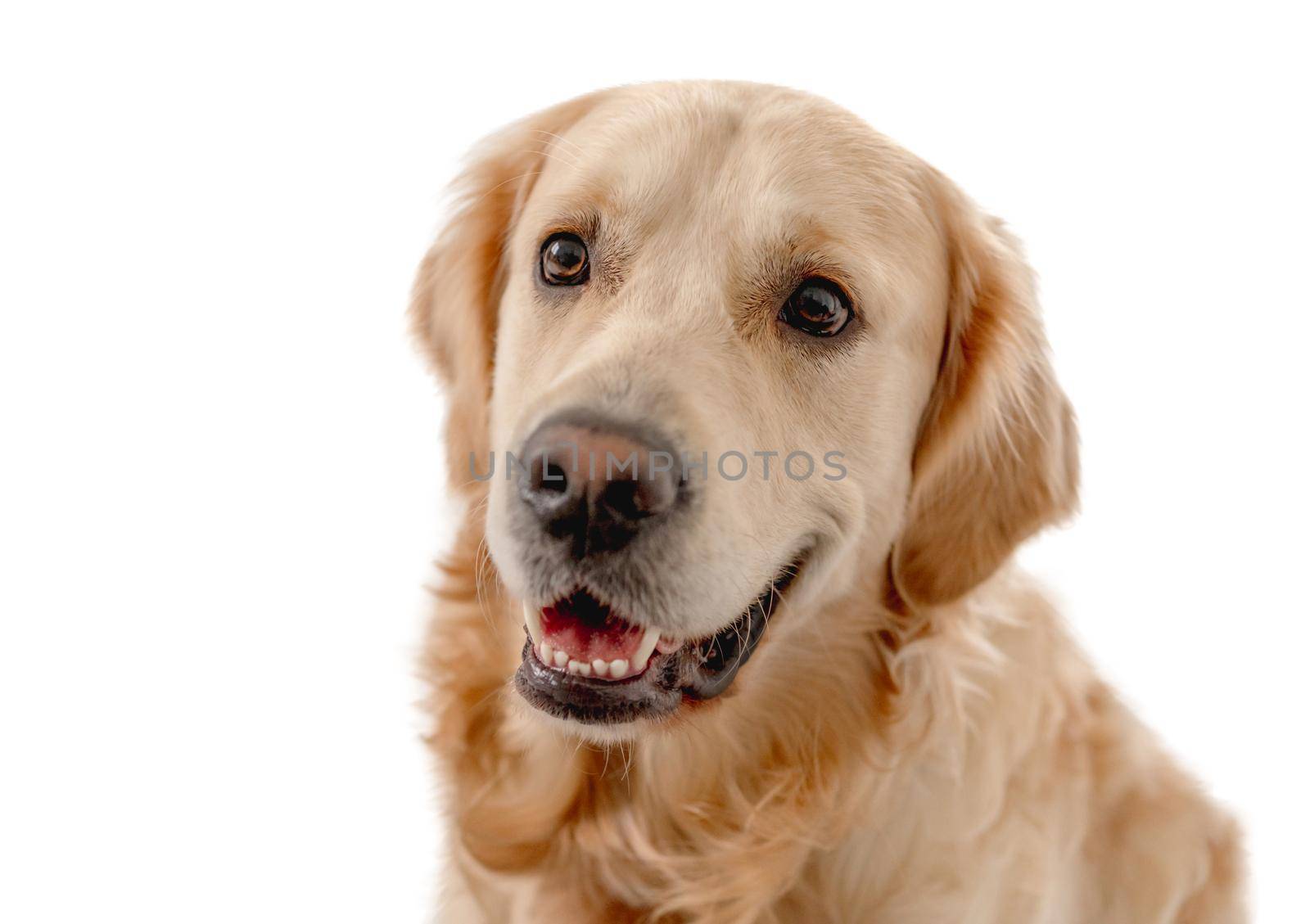 Portrait of golden retriever dog looking at camera isolated on white background